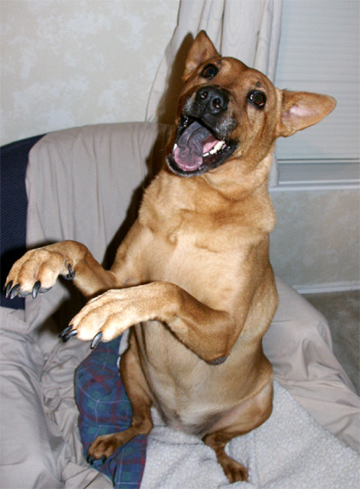 Rawrrr!